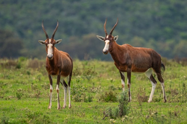 101 Port Elizabeth, Pumba Private Game Reserve, Zuid-Afrika.jpg